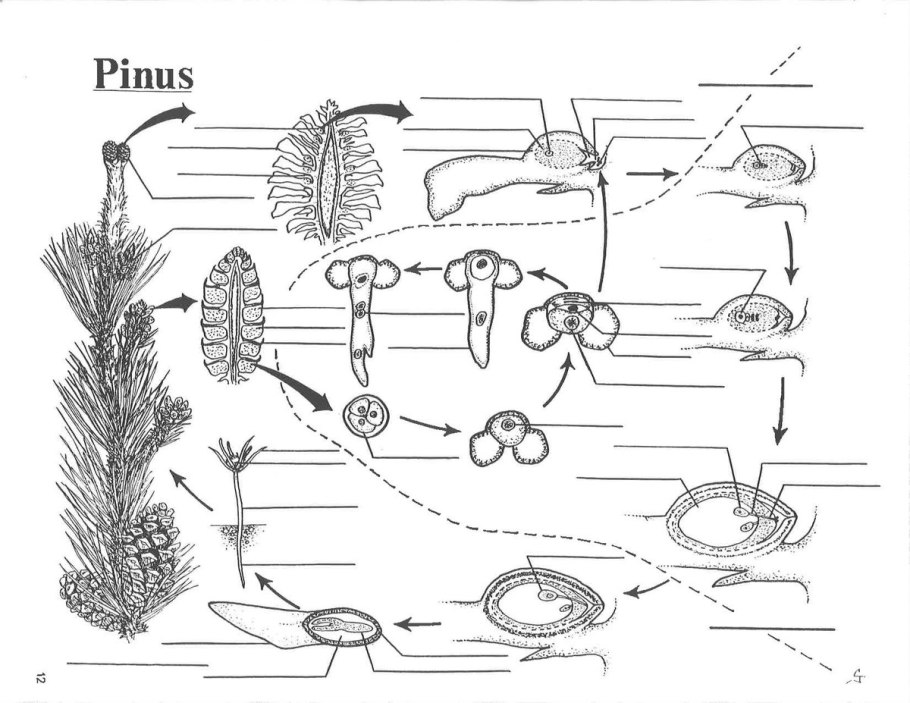 Pinus Life Cycle