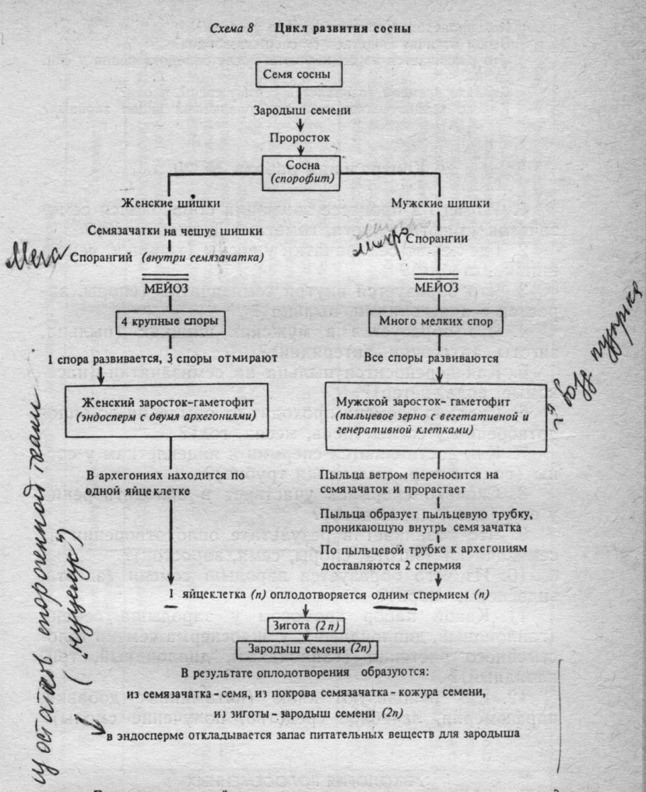 Цикл развития голосеменных схема