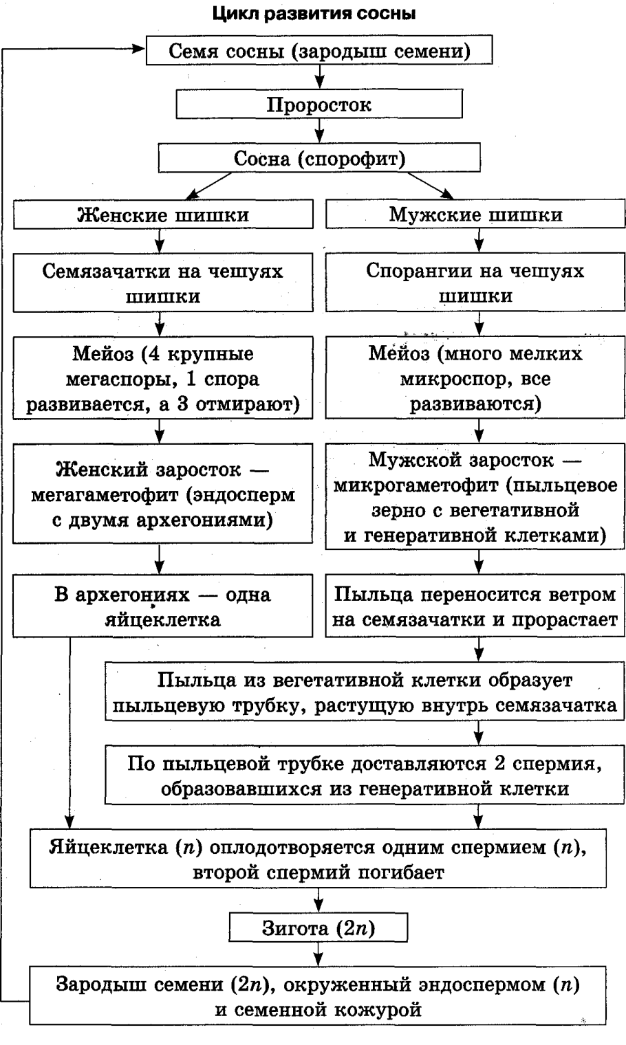 Цикл развития сосны обыкновенной схема