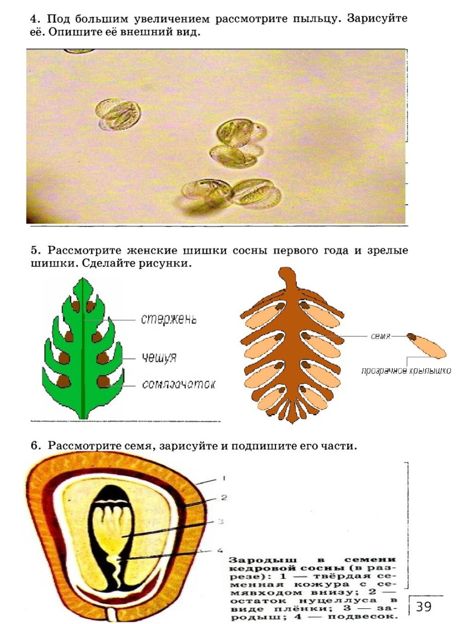 Строение шишки голосеменных растений рисунок