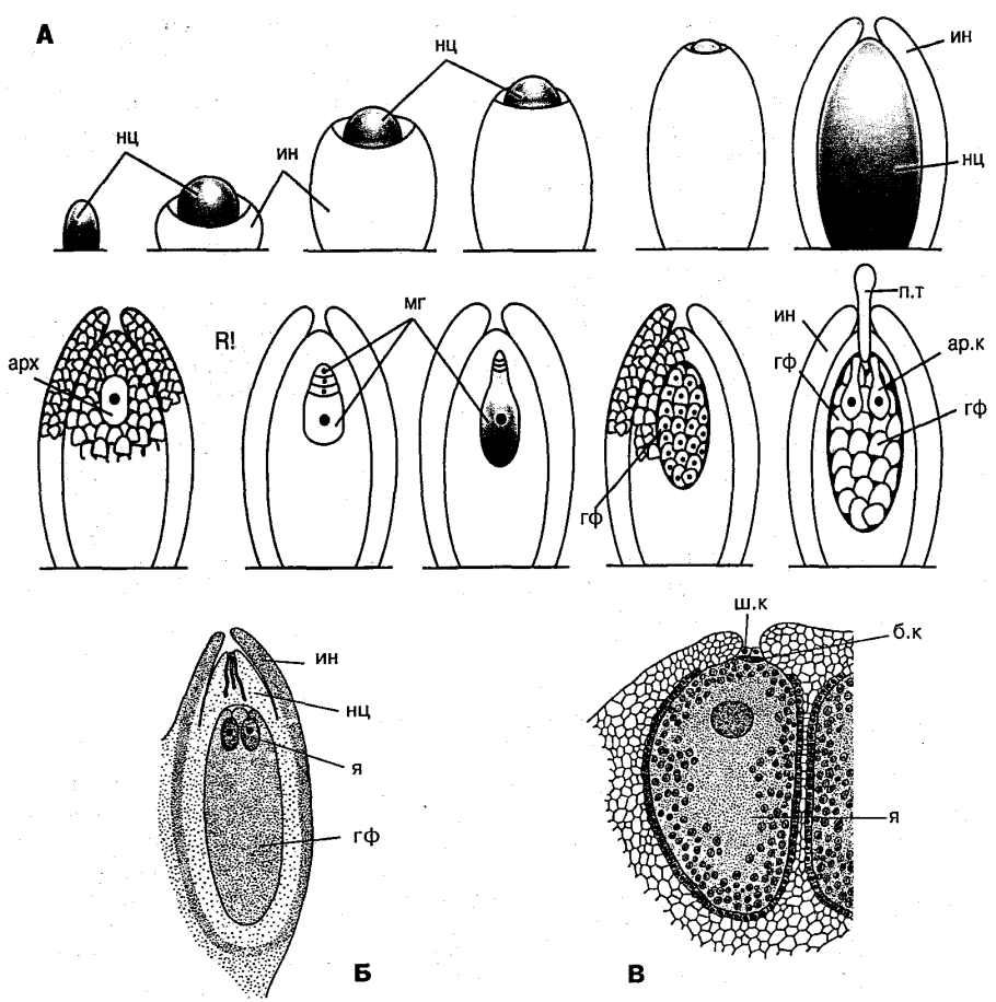 Клетки мужского гаметофита. Строение семяпочки голосеменных. Формирование семязачатка. Строение семязачатка сосны. Микроспора голосеменных.