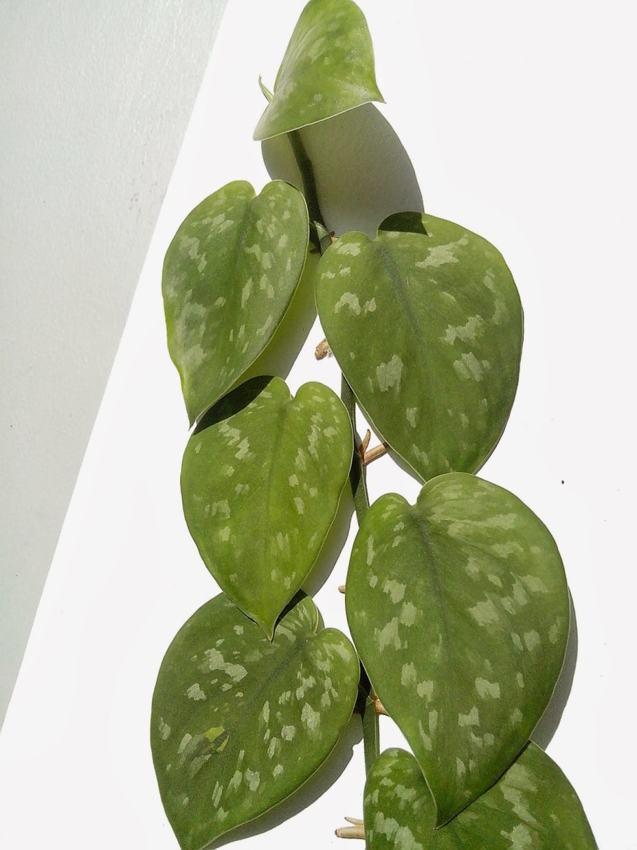 Лиана сциндапсус размножение