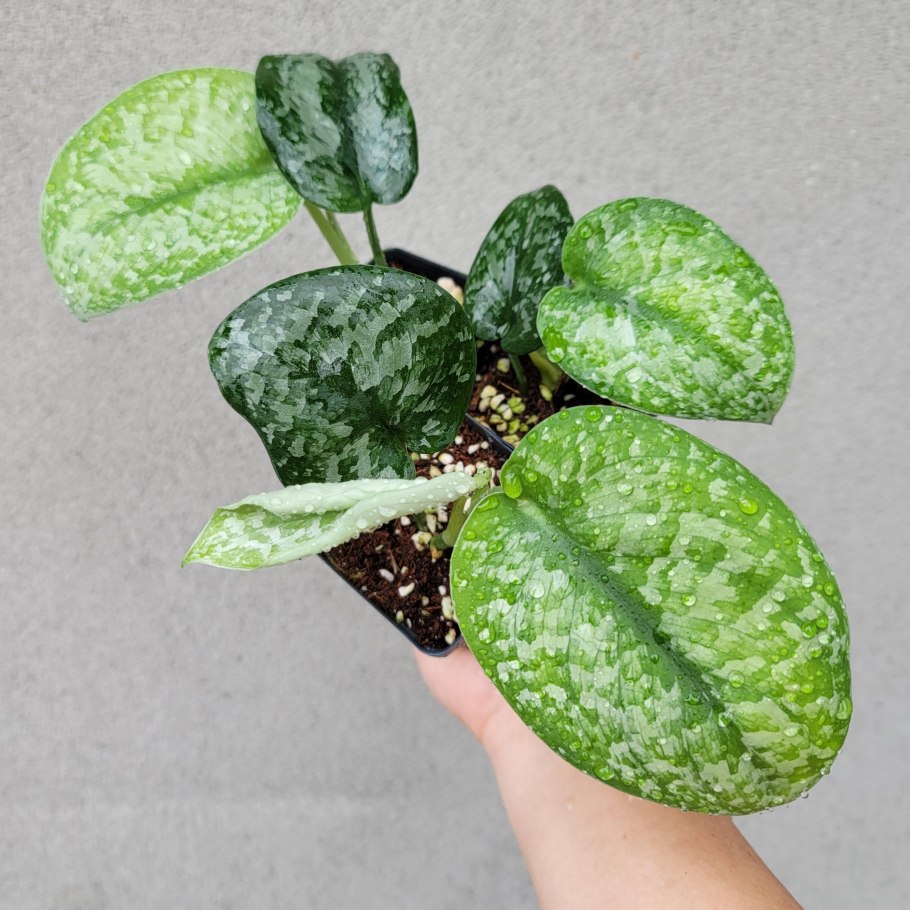 Сциндапсус цветение