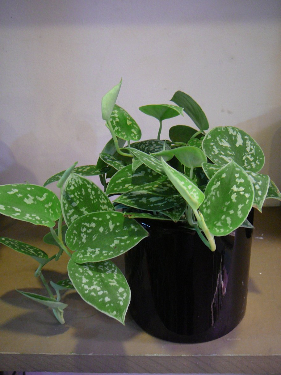 Эпипремнум (плющ дьявола)