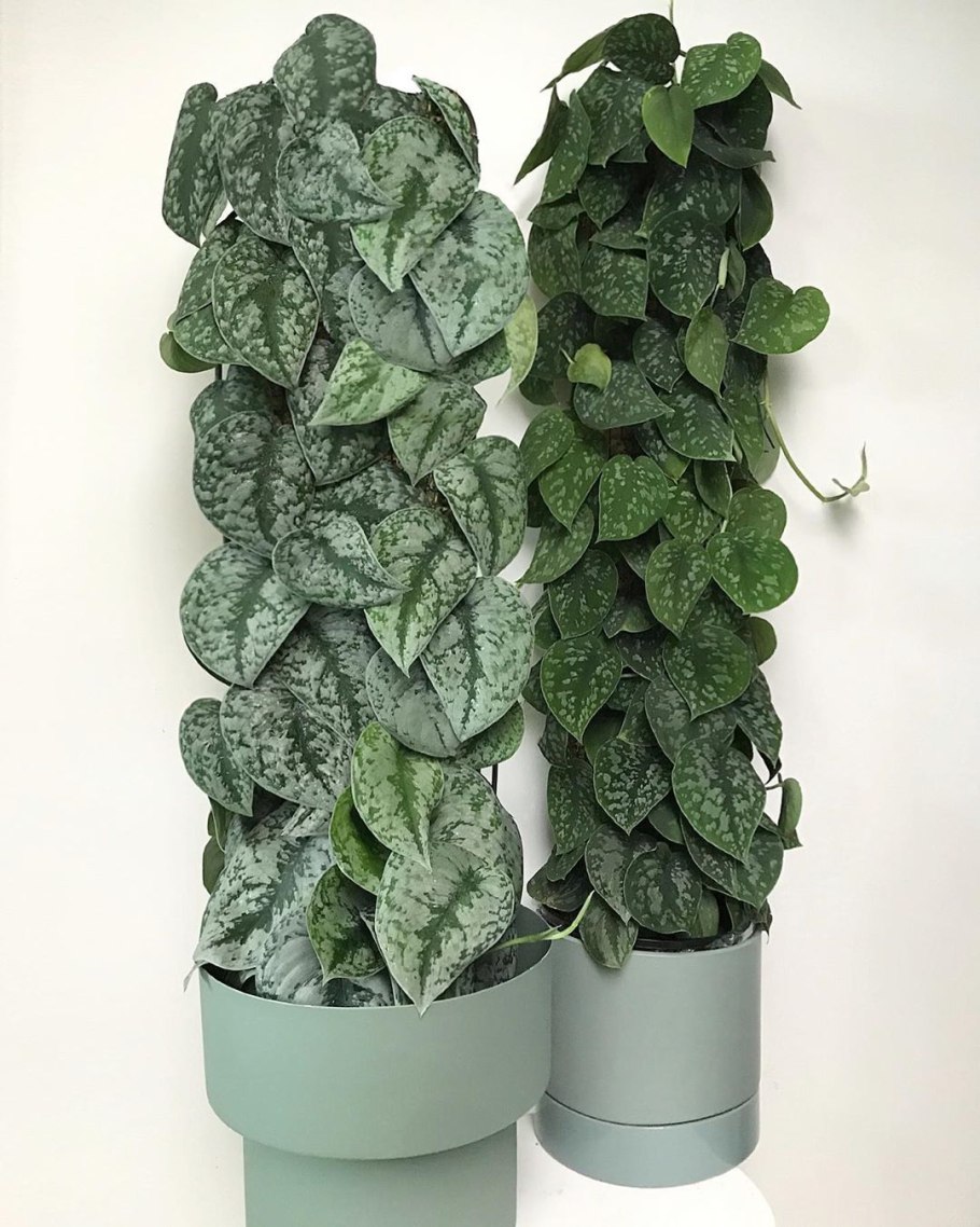 Сциндапсус пиктус сильвер анна