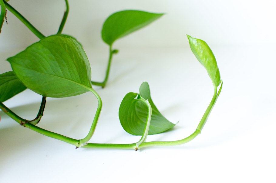 Ann Эпипремнум