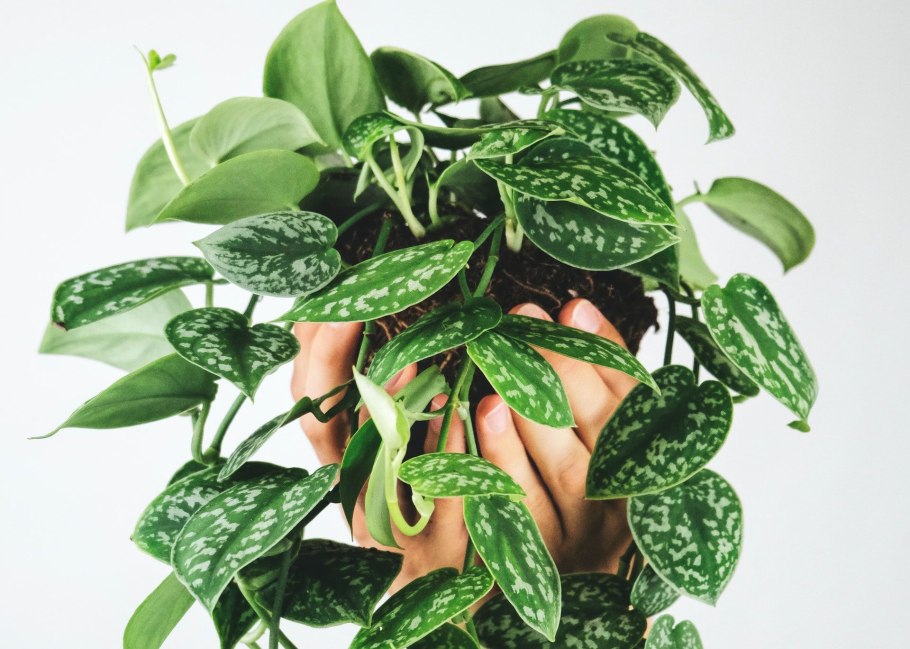 Хлорофитум и сциндапсус