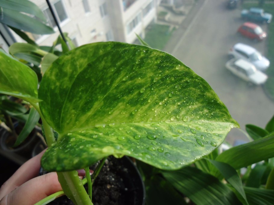 Цветение сциндапсуса