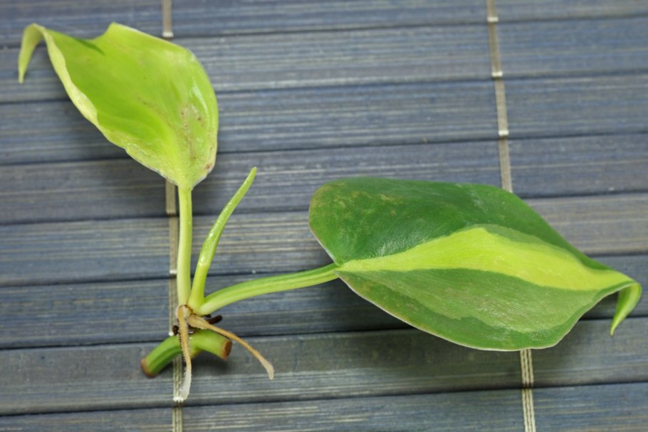 Сциндапсус 12/20 04792