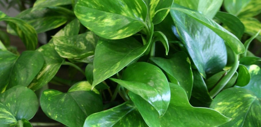 Сциндапсус Сильвер Сплеш