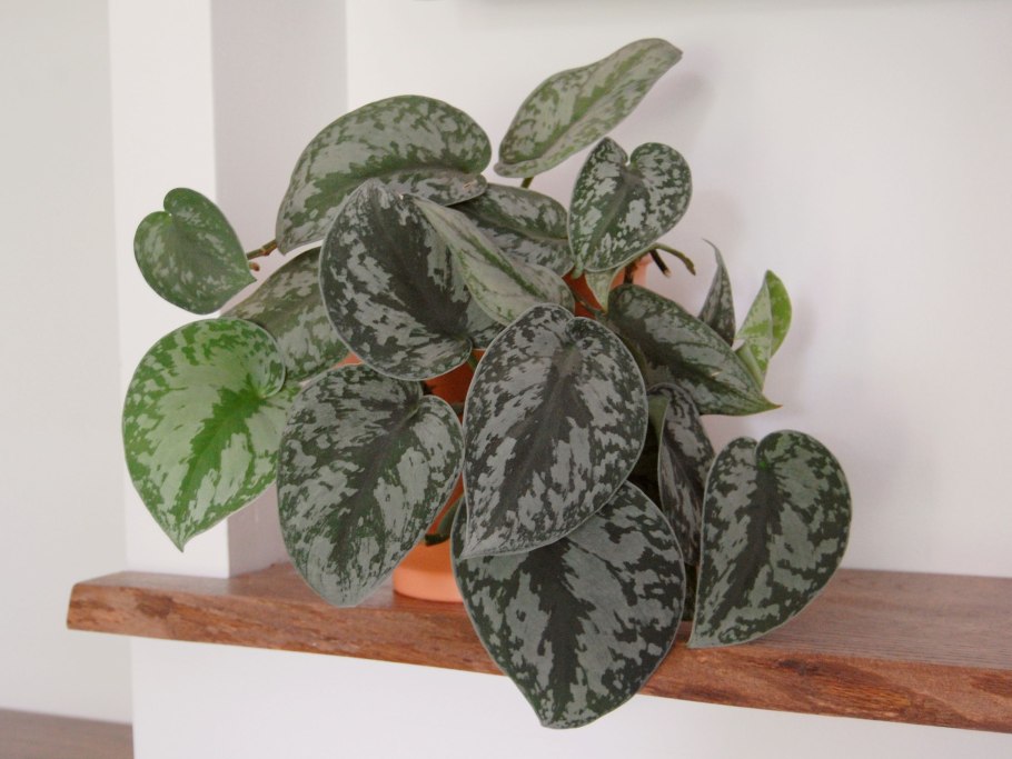 Сциндапсус Пиктус Треби.(Trebie).