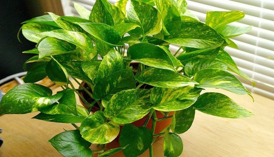 Эпипремнум мраморная Королева