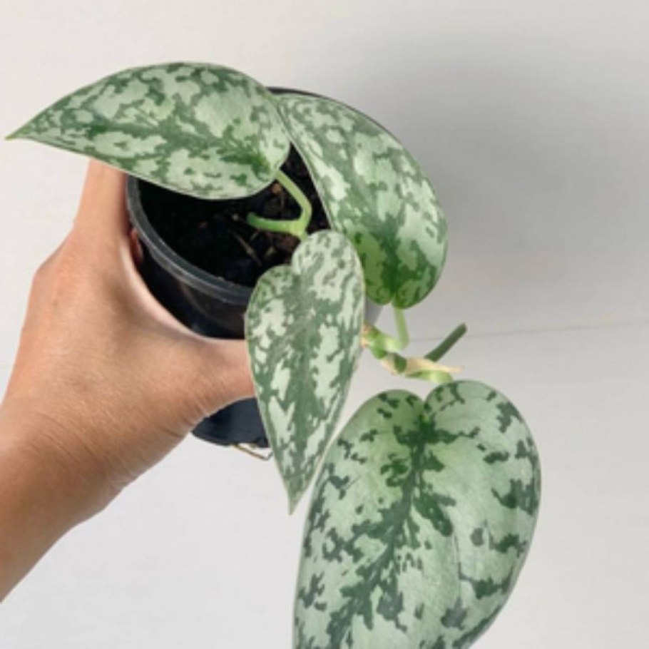 Материнская плата MSI 865gvm2-LS