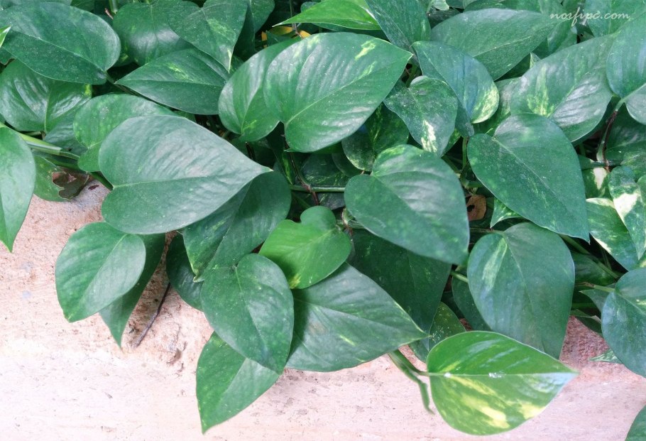 Сциндапсус мунлайт