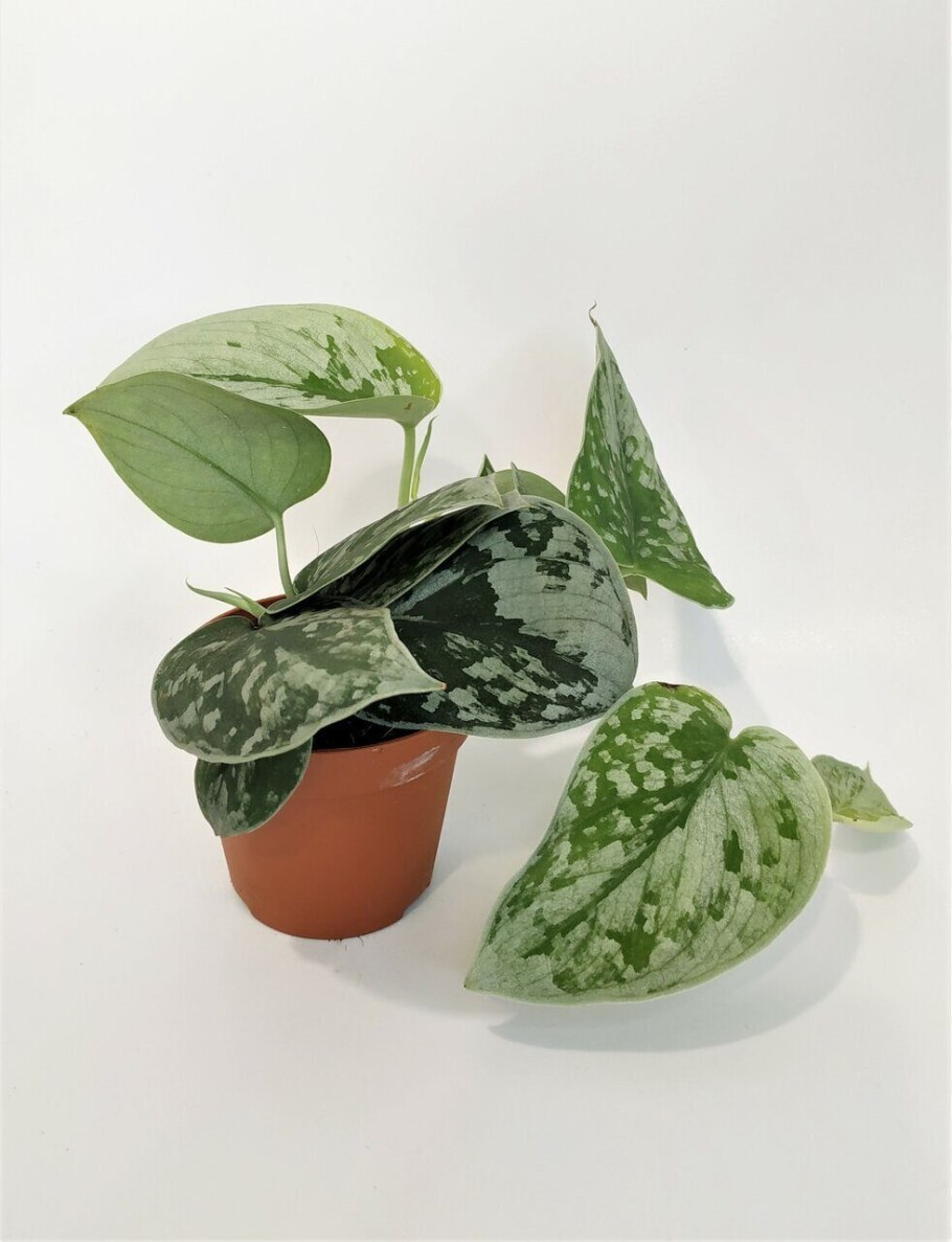 Эпипремнум Голден неон