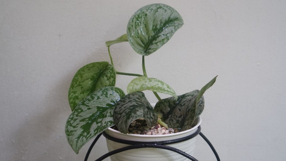 Epipremnum pinnatum Aureum