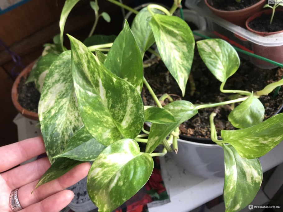 Сциндапсус Пиктус Аргуреус