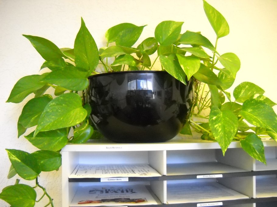 Сциндапсус Silver Ann