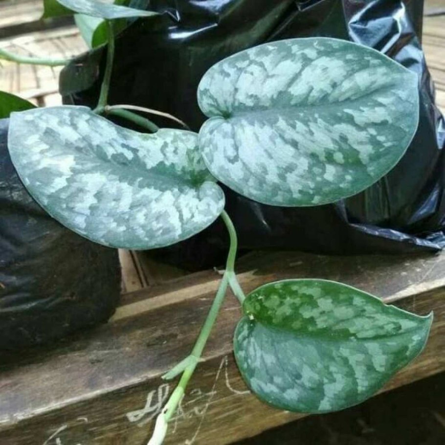 Сциндапсус мраморный