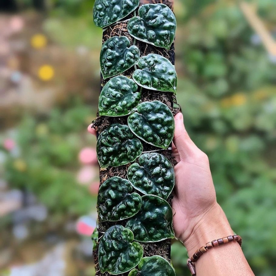 Эпипремнум Сильвер Сплеш