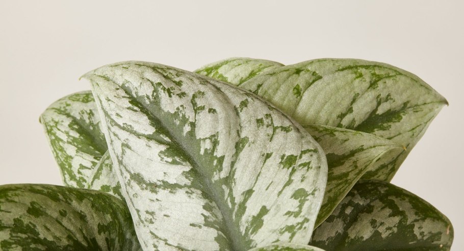 Сциндапсус мраморный