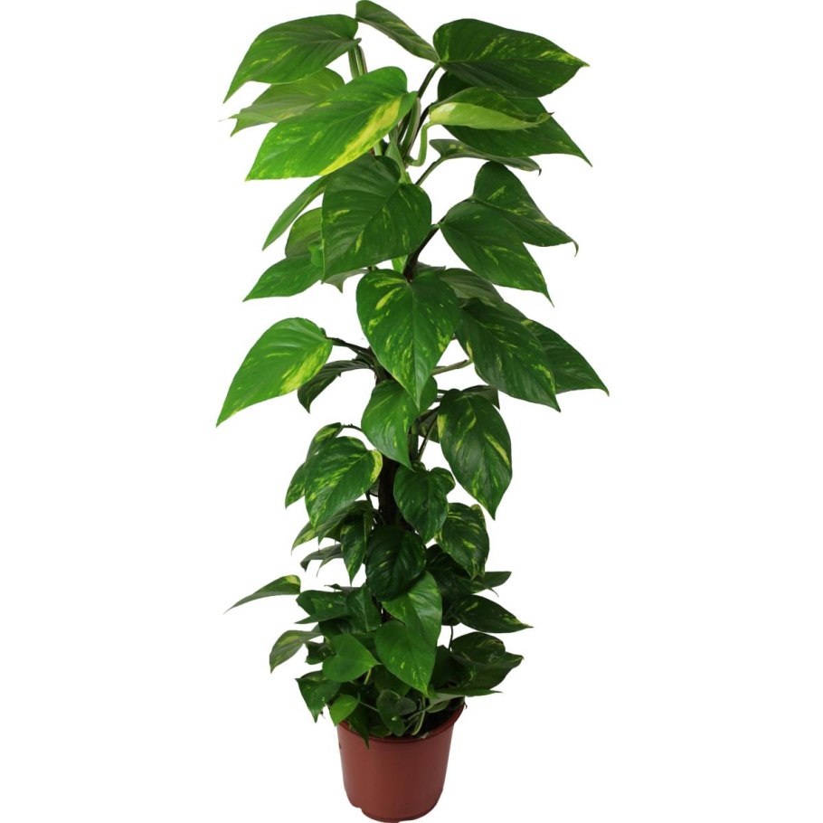 Филодендрон сциндапсус