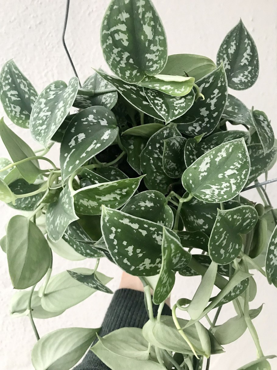 Pothos Scandens