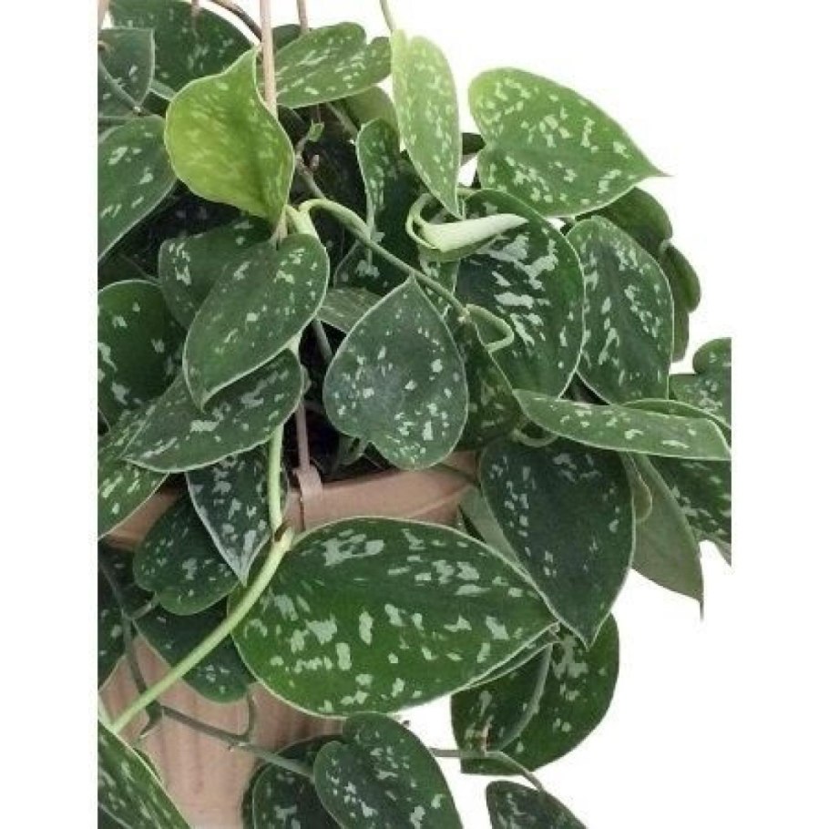 Эпипремнум Ауреум d12 h25