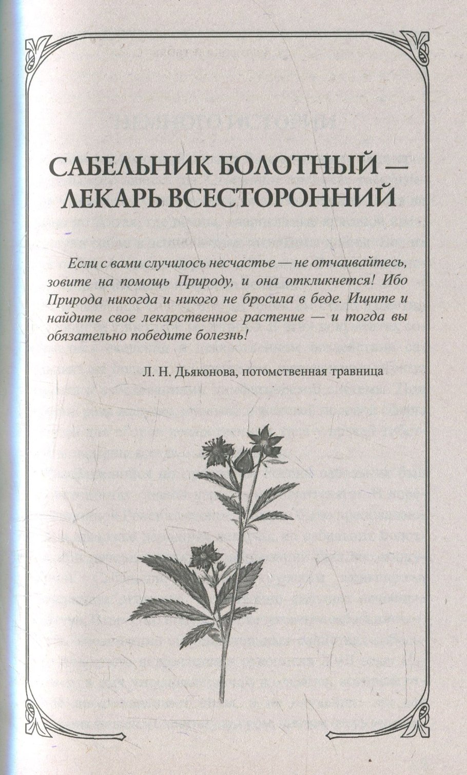 Сабельник, пачка, 50 г