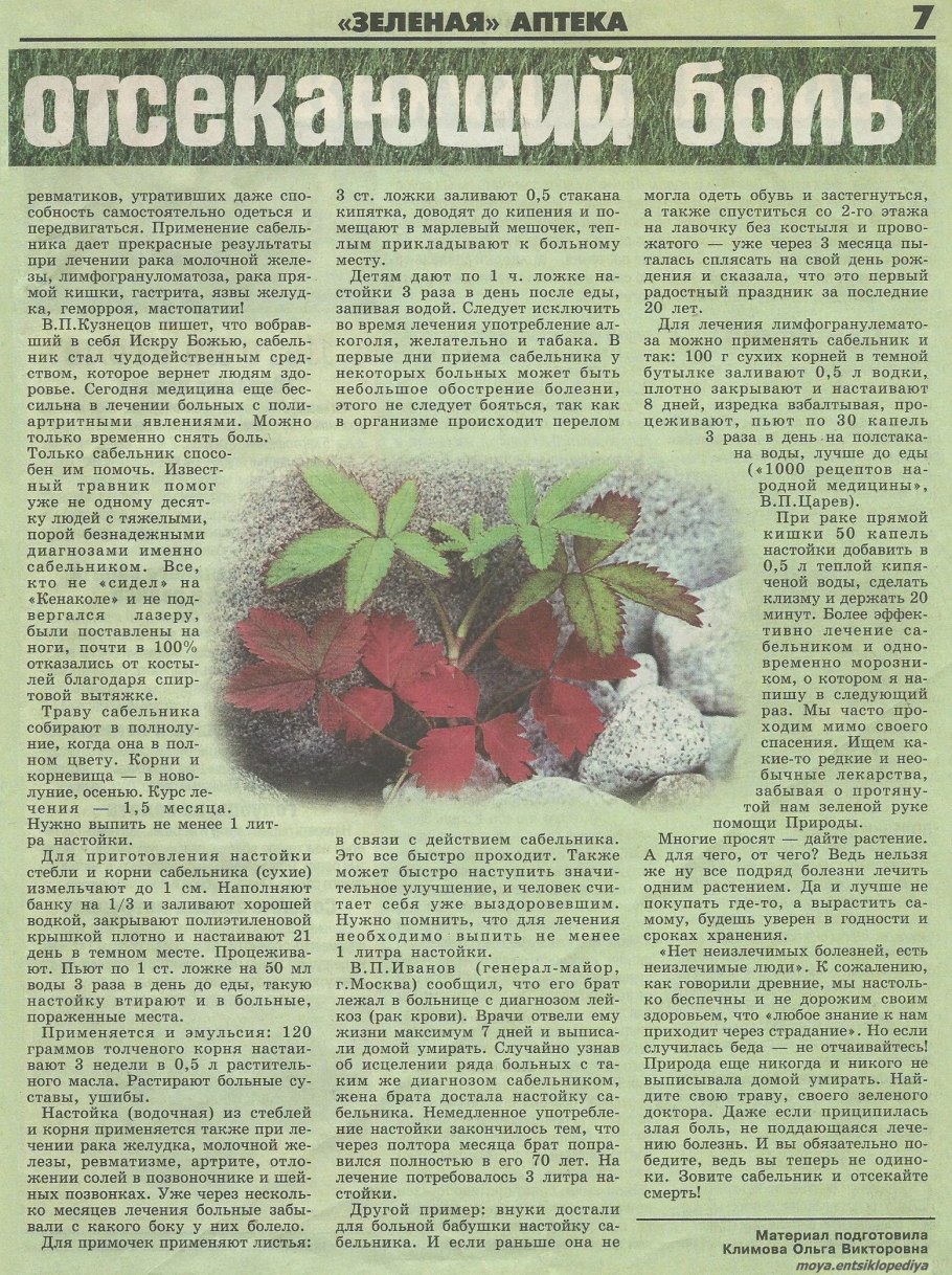 Сабельник болотный побег