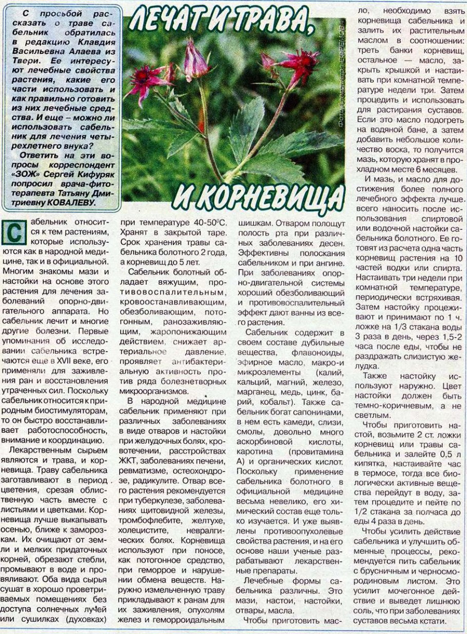 Сабельник болотный трава и корни