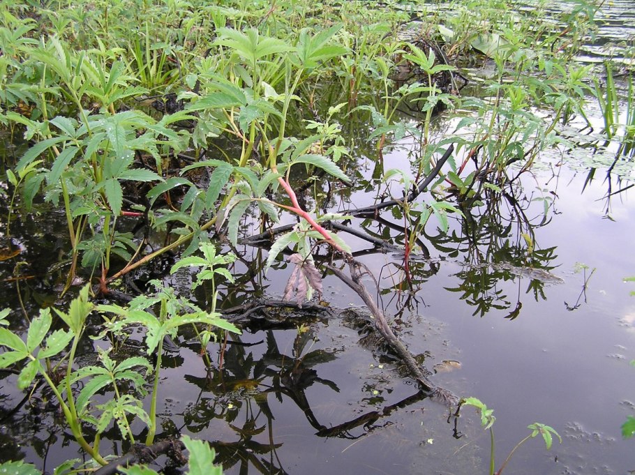 Сабельник болотный корневища