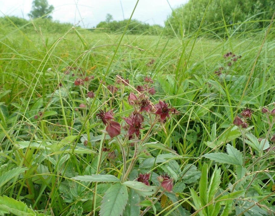 Сабельник болотный