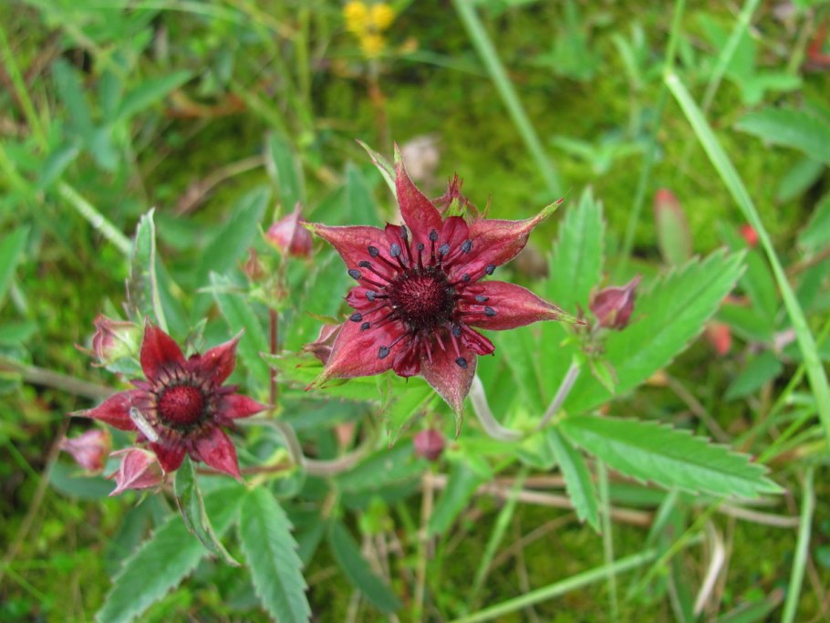 Хорст сбор сабельник болотный плюс 50 г