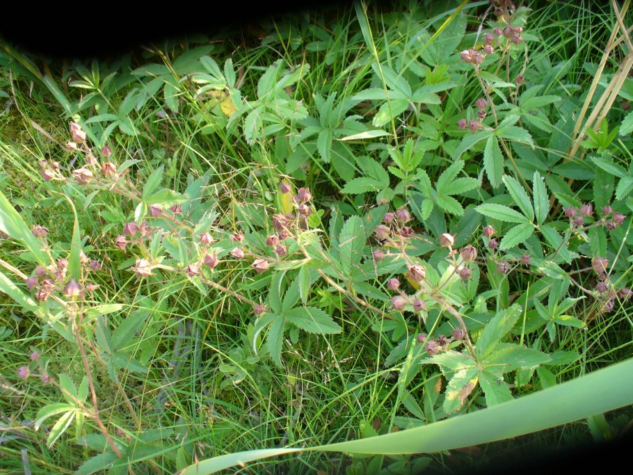 Сабельник болотный 50г Лекра