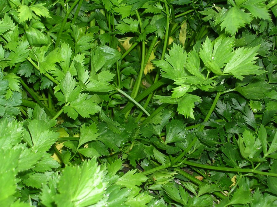 Грядки , базилик. Кинза, петрушка