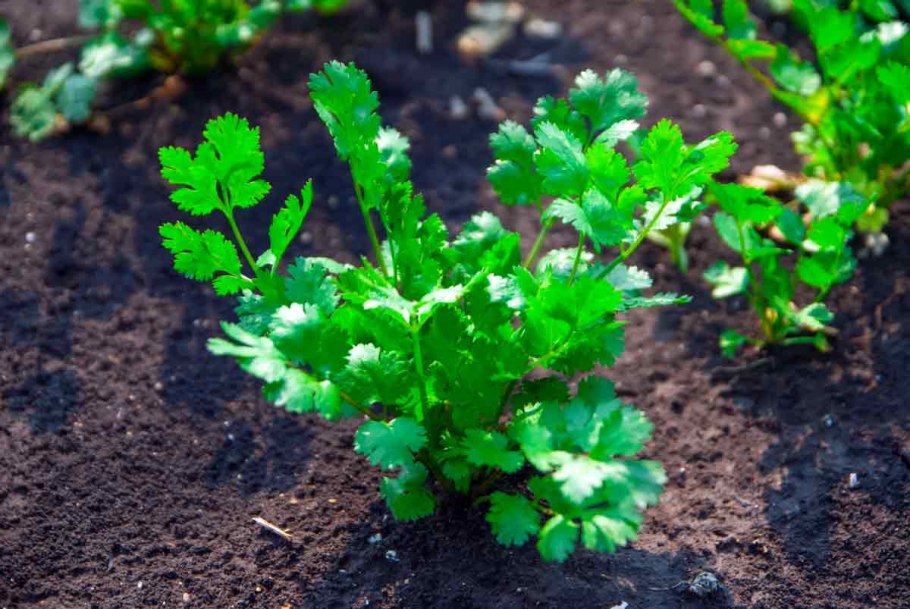 Петрушка Ақжелкен