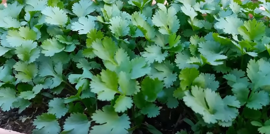 Сельдерей листовой.кориандр