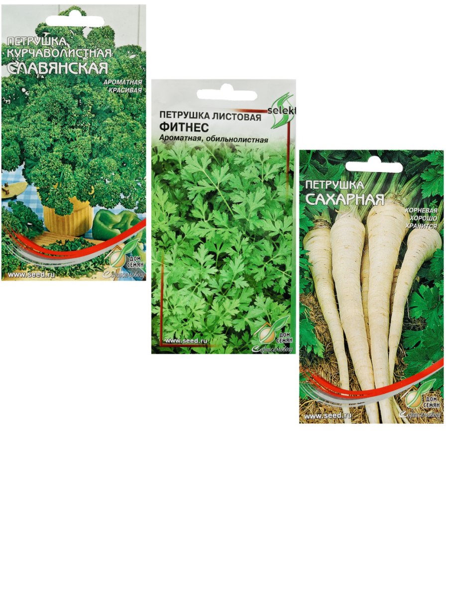 Петрушка душистая Аэлита