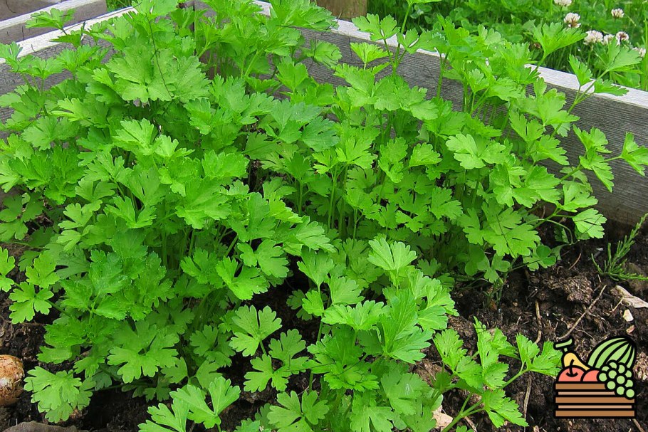Кориандр и кинза рассада