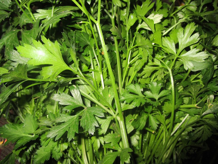 Набор семян зелени