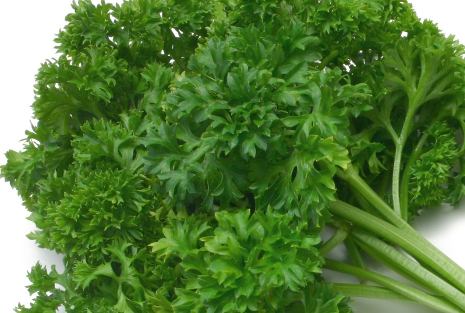 Сельдерей пахучий Apium graveolens