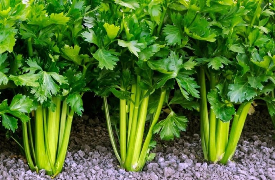 Кинза кустовая