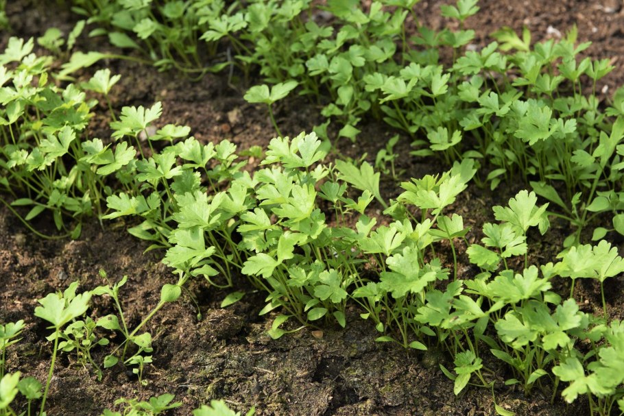 Сельдерей черешковый