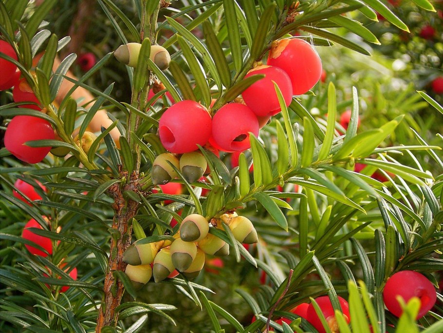 Тисс ягодный (Taxus baccata