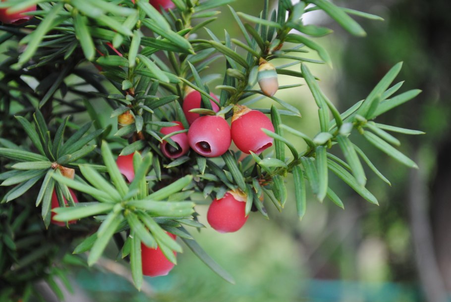 Тис ягодный Taxus baccata