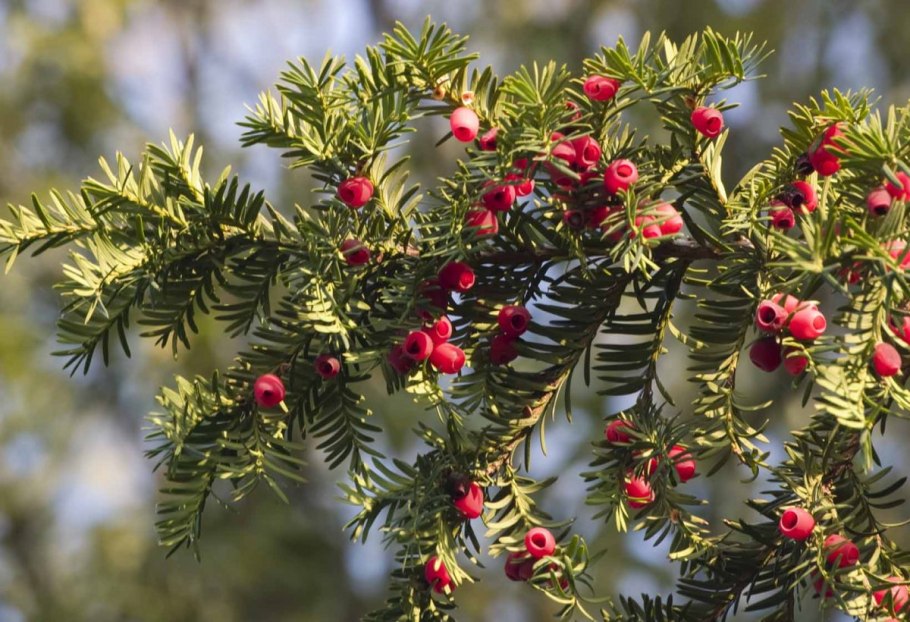 Тис ягодный (Taxus baccata David p9)