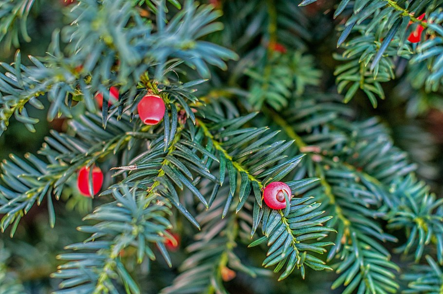 Тис ягодный (Taxus baccata David p9)
