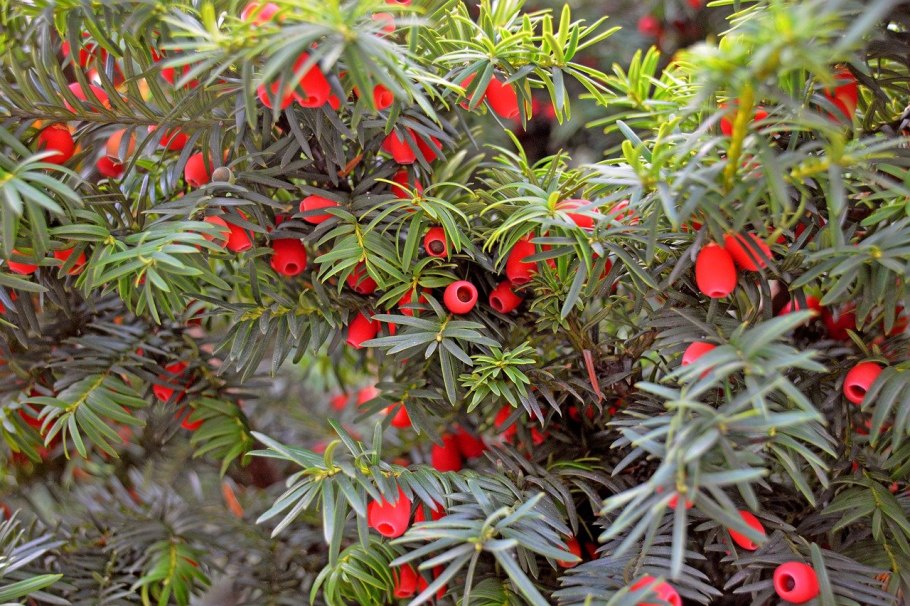Тисс ягодный (Taxus baccata