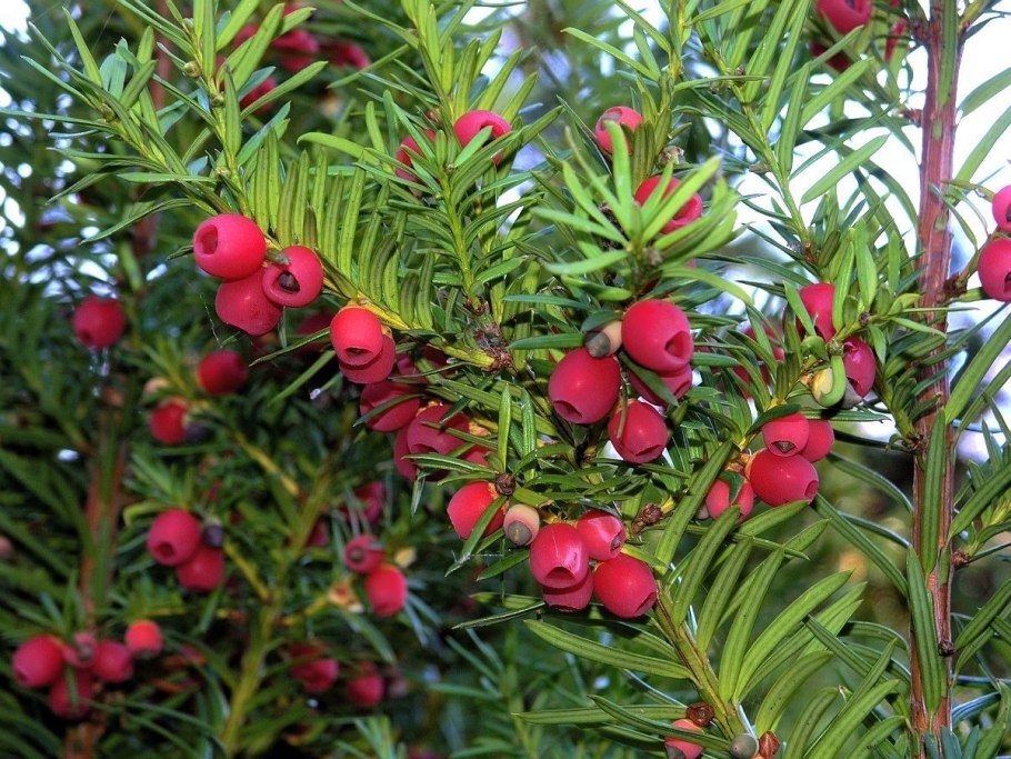 Тисс ягодный - Taxus baccata l